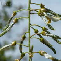 Laburnum
